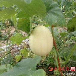梨瓜可以吃,美味多汁，健康养生的夏日佳品